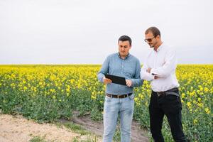 Due contadino in piedi nel un' stupro campo e guardare a tavoletta, essi siamo l'esame corp. giovane bello agronomo. agribusiness concetto. agricolo ingegnere in piedi nel un' stupro campo. foto