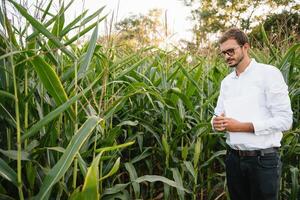 contento contadino nel il campo controllo Mais impianti durante un' soleggiato estate giorno, agricoltura e cibo produzione concetto. foto