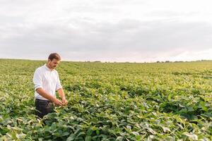 agronomo ispezionando soia fagiolo colture in crescita nel il azienda agricola campo. agricoltura produzione concetto. agribusiness concetto. agricolo ingegnere in piedi nel un' soia campo foto