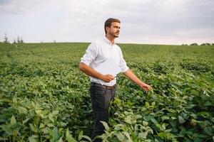 agronomo ispezionando soia fagiolo colture in crescita nel il azienda agricola campo. agricoltura produzione concetto. agribusiness concetto. agricolo ingegnere in piedi nel un' soia campo foto