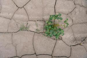 sfondo con Cracked suolo e soia campo. siccità nel agricoltura. superiore Visualizza di siccità nel soia campo con Cracked suolo foto