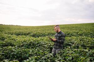 giovane agronomo detiene tavoletta toccare tampone computer nel il soia campo e l'esame colture prima raccolta. agribusiness concetto. agricolo ingegnere in piedi nel un' soia campo con un' tavoletta nel estate. foto