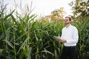 ritratto di un' contadino sorridente a il telecamera, guardare e controllo il campo di mais, verdura sfondo. foto