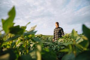 agronomo ispezionando soia fagiolo colture in crescita nel il azienda agricola campo. agricoltura produzione concetto. agribusiness concetto. agricolo ingegnere in piedi nel un' soia campo foto