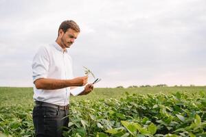 agronomo ispezionando soia fagiolo colture in crescita nel il azienda agricola campo. agricoltura produzione concetto. agribusiness concetto. agricolo ingegnere in piedi nel un' soia campo foto