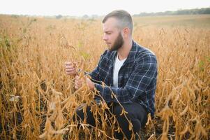 armatore ispeziona semi di soia prima raccolta. il concetto di agricolo industria foto