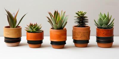 collezione di in vaso succulente foto