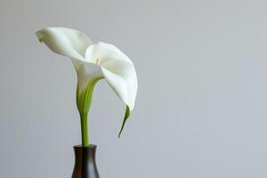 elegante calla giglio nel minimalista vaso foto