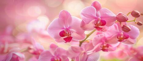 rosa orchidee nel morbido leggero foto