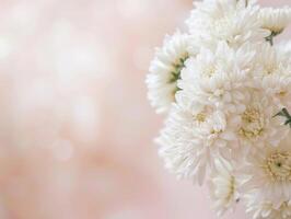 morbido bianca crisantemi foto