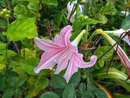 rosa amarillide fiore fioriture nel il giardino con amarillide sfondo, amarillide Doppio fiori, morbido messa a fuoco foto