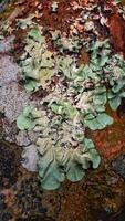 un' mucchio di autunno funghi, con vario forme e colori, disteso attraverso il foresta pavimento, la creazione di un' naturale opera di arte. foto