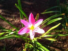 zephyranthes rosea, comunemente conosciuto come il rosa pioggia giglio, è un' specie di pioggia giglio nativo per Perù e Colombia. foto