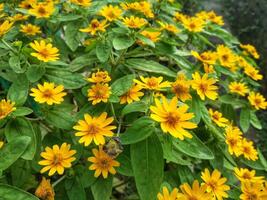 wedelia trilobata il giallo fiori quello fioritura contemporaneamente pieno presto. foto