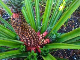 ananas piantagione, avvicinamento di ananas albero foto