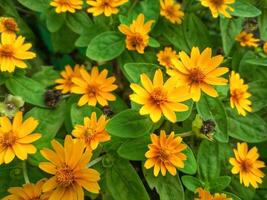 wedelia trilobata il giallo fiori quello fioritura contemporaneamente pieno presto. foto