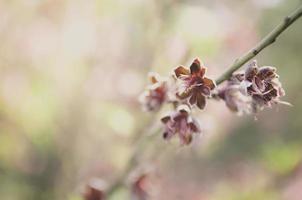 sfondo di arte di fiori vintage retrò foto