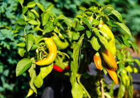 fresco e speziato rosso caldo peperoncino Pepe foto