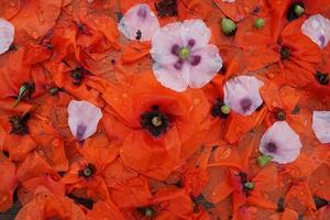 petali di papavero rosso e rosa con gocce d'acqua. foto