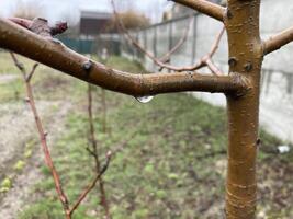 mini cuffie su alberi è cresciuto nel primavera foto