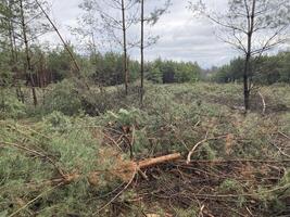 forestali taglio giù un' giovane pino foresta foto