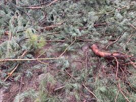 forestali taglio giù un' giovane pino foresta foto