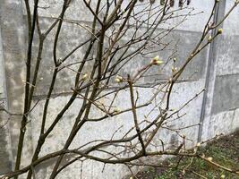 mini cuffie su alberi è cresciuto nel primavera foto