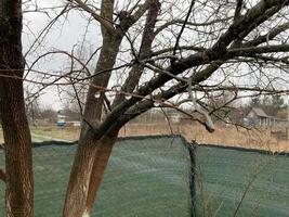 mini cuffie su alberi è cresciuto nel primavera foto