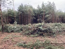 forestali taglio giù un' giovane pino foresta foto