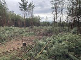 forestali taglio giù un' giovane pino foresta foto