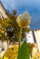 vicino UPS di tulipani con un' Visualizza a partire dal sotto nel primavera foto