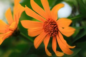 Tithonia fiore fioriture nel il giardino. Tithonia fiore avere latino di nome Tithonia diversifolia. Tithonia diversifolia fiore a partire dal Asteraceae famiglia foto