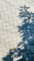 il ombra di le foglie su il superficie di il piastrelle strada foto