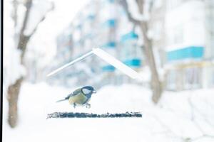 tetta volò su per il trasparente alimentatore e mangia il semi. svernamento di uccelli nel freddo Paesi, nel il città foto