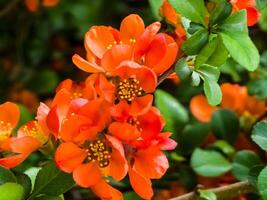 luminosa rosso fiori di un' fioritura Mela cotogna, Chaenomeles speciosa, arbusto. conosciuto come giapponese Mela cotogna o Cinese Mela cotogna foto