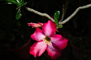 rosa calachuchi fiore foto