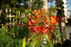 un' fiore con rosso e giallo petali foto