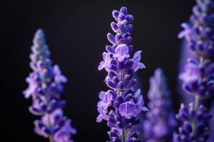 sfondo di fiori di lavanda foto