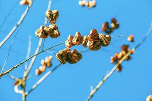 koelreuteria paniculata albero e fiore nel primavera. il giallo fiori avere trasformato in brunastro seme baccelli foto