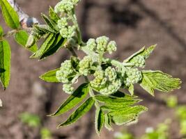 fiore mini cuffie grappolo di Rowan albero, sorbus aucuparia. il ramo con giovane verde le foglie e fiore mini cuffie nel presto primavera foto