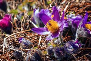 pulsatilla patene fioriture nel il prato. avvicinamento di fioritura sognare erba foto