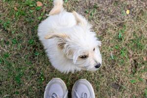 carino soffice bianca cucciolo è guardare su su suo proprietario. piatto posare su un' cane e gli esseri umani piedi su un' estate erba. foto