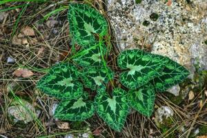 bellissimo verde le foglie di arum italicum nel un' foresta su il pietre, superiore Visualizza. kemer, tacchino. foto