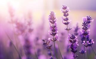 lavanda fiori nel un' campo con luce del sole splendente attraverso foto