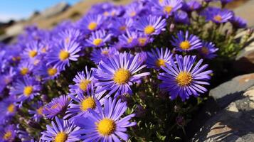 alpino astro fiori fiorente nel luminosa luce del sole su montagna terreno foto