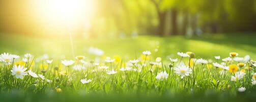 primavera bandiera di bianca margherite fiorente nel lussureggiante verde erba con luce del sole foto