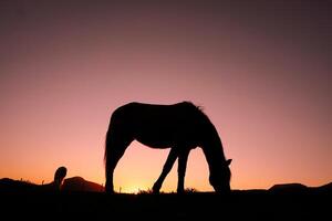 cavallo silhouette pascolo e bellissimo tramonto sfondo nel estate foto