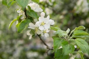 fioritura Mela albero rami con bianca fiori avvicinamento. foto