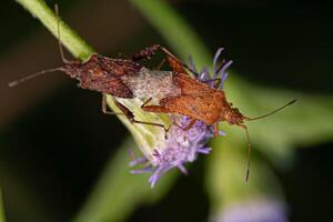 adulto senza profumo pianta bug accoppiamento foto