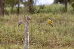 Due scalato colombe uccelli e un' tropicale kingbird uccello foto